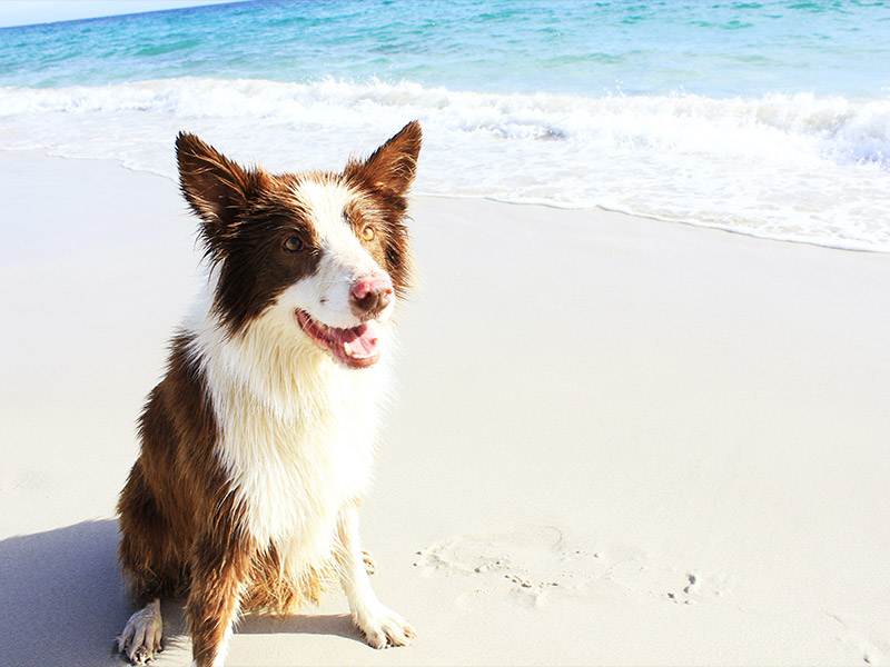 Leeming Vet - Vet Services - Dentistry
