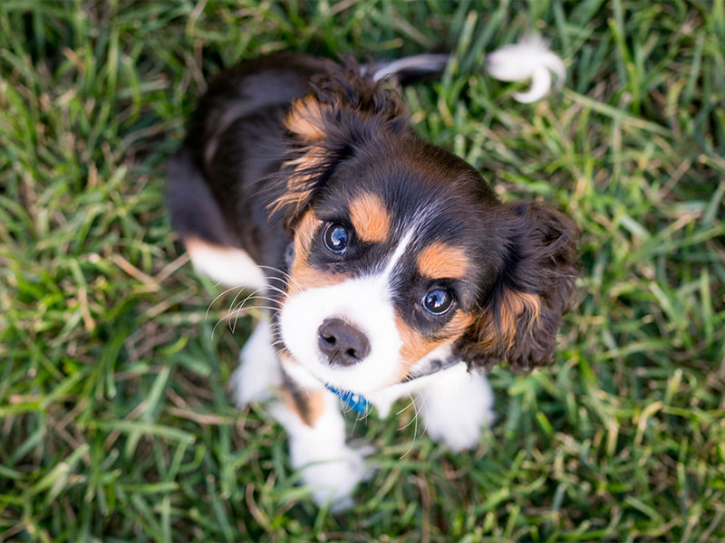 Leeming Vet - Vet Services - Puppy School