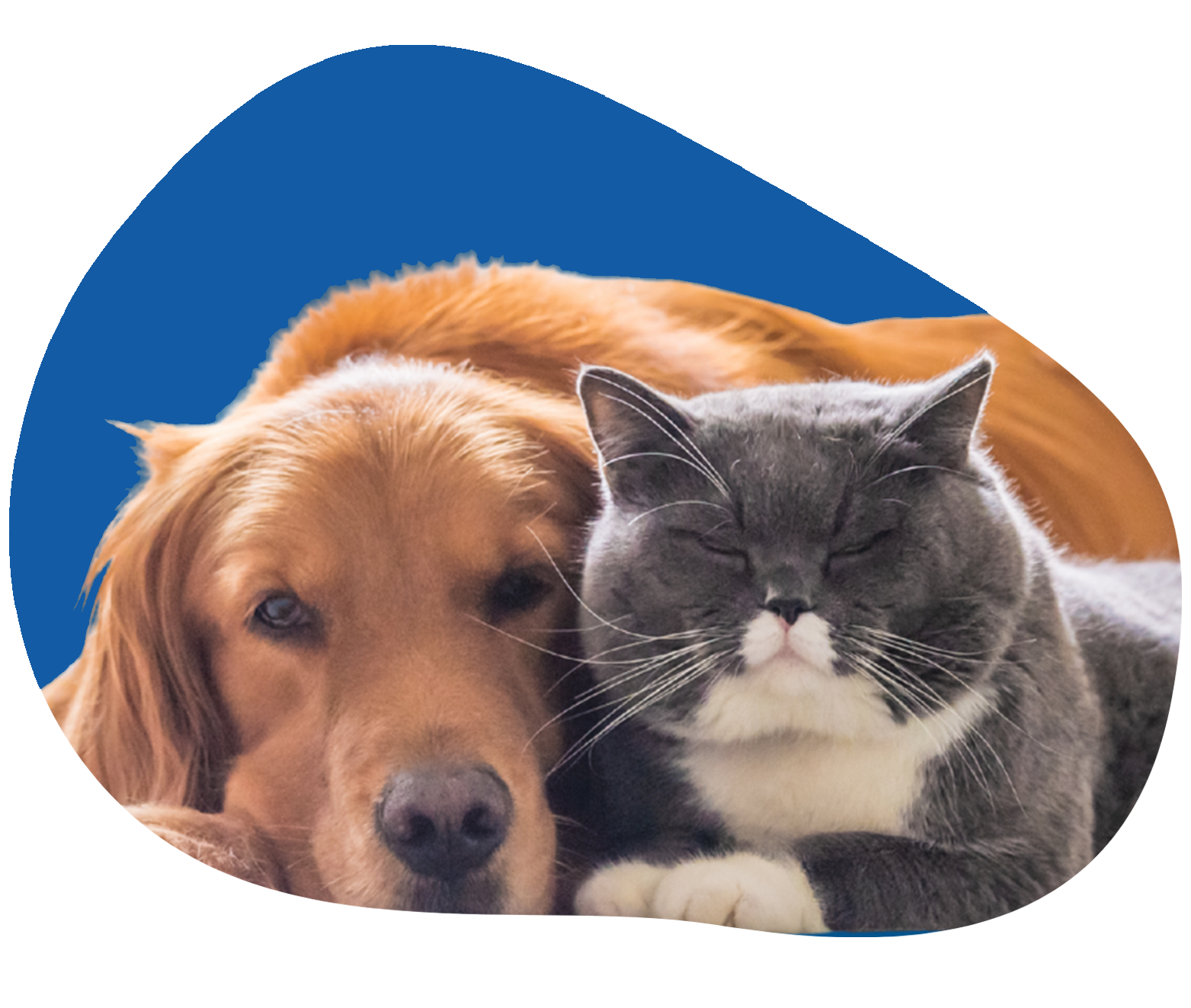 Leeming Vet - Newsletter