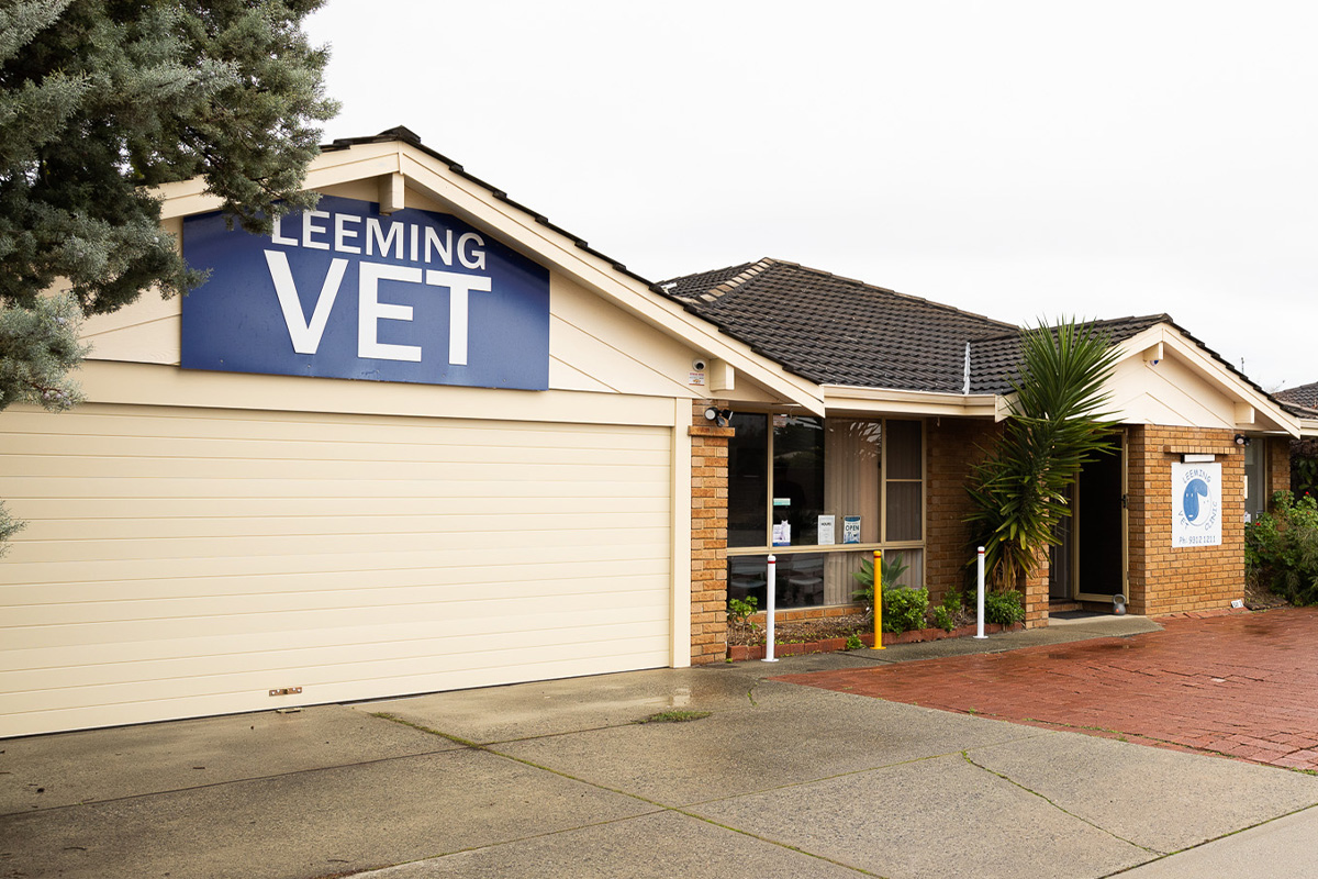 Leeming Vet - Vet Services - Pet Desexing Leeming
