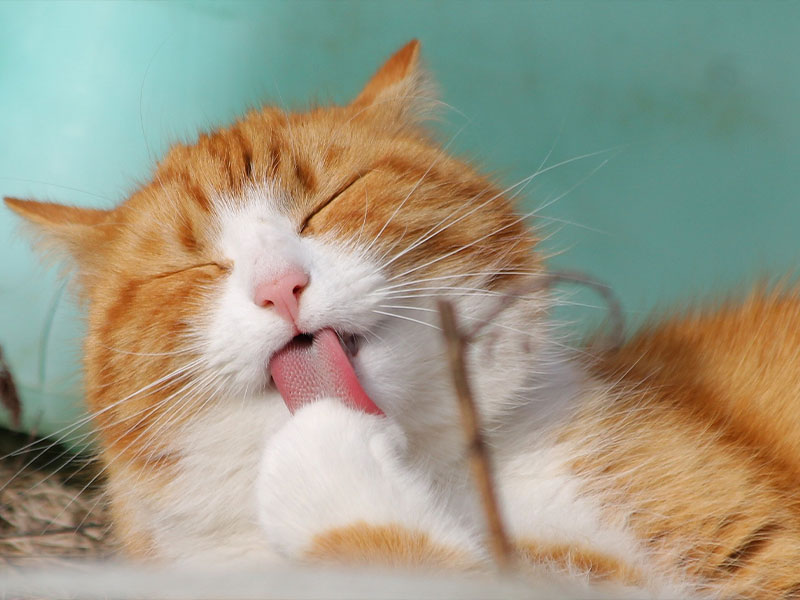 Leeming Vet - Vet Services - Ultrasonography