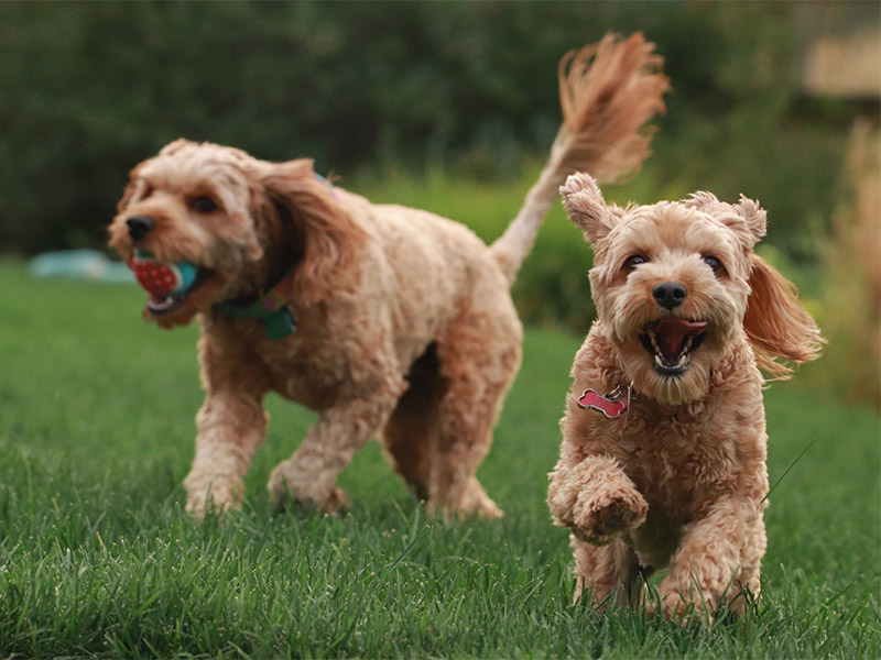 Leeming Vet - Vet Services - Consultations and Health Checks
