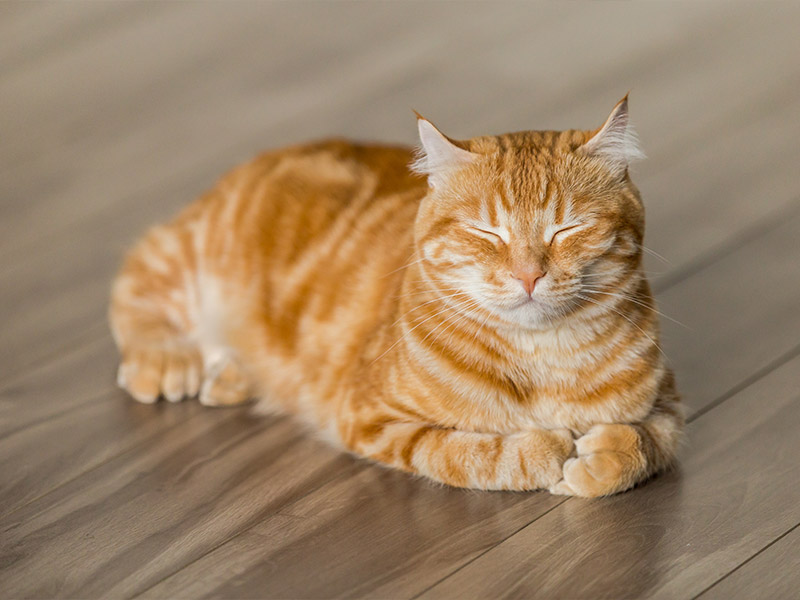 Leeming Vet - Vet Services - Pathology