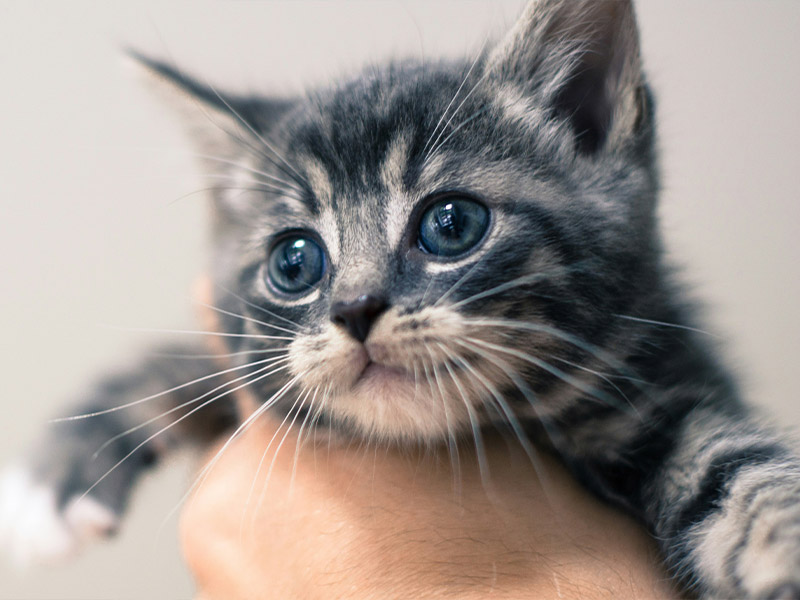 Leeming Vet - Vet Services - Desexing
