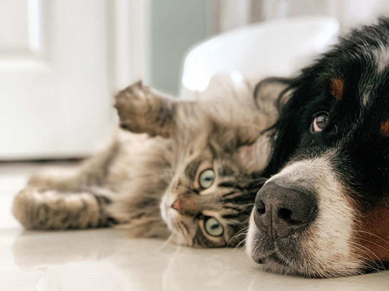 Leeming Vet - Vet Services - Vaccinations
