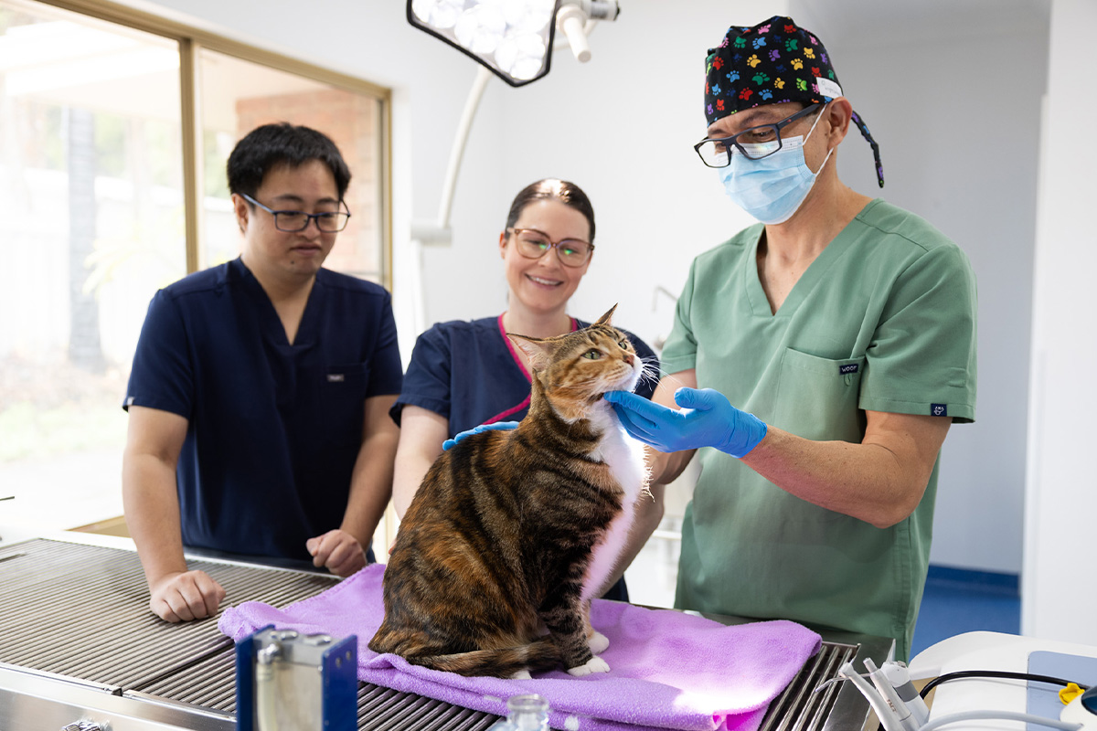 Leeming Vet - Vet Services