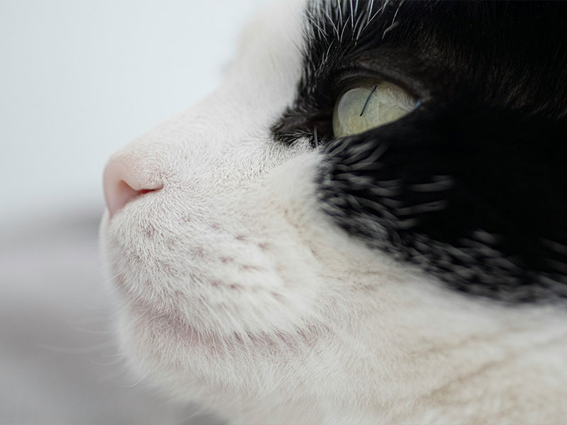 Leeming Vet - Vet Services - End of Life Care