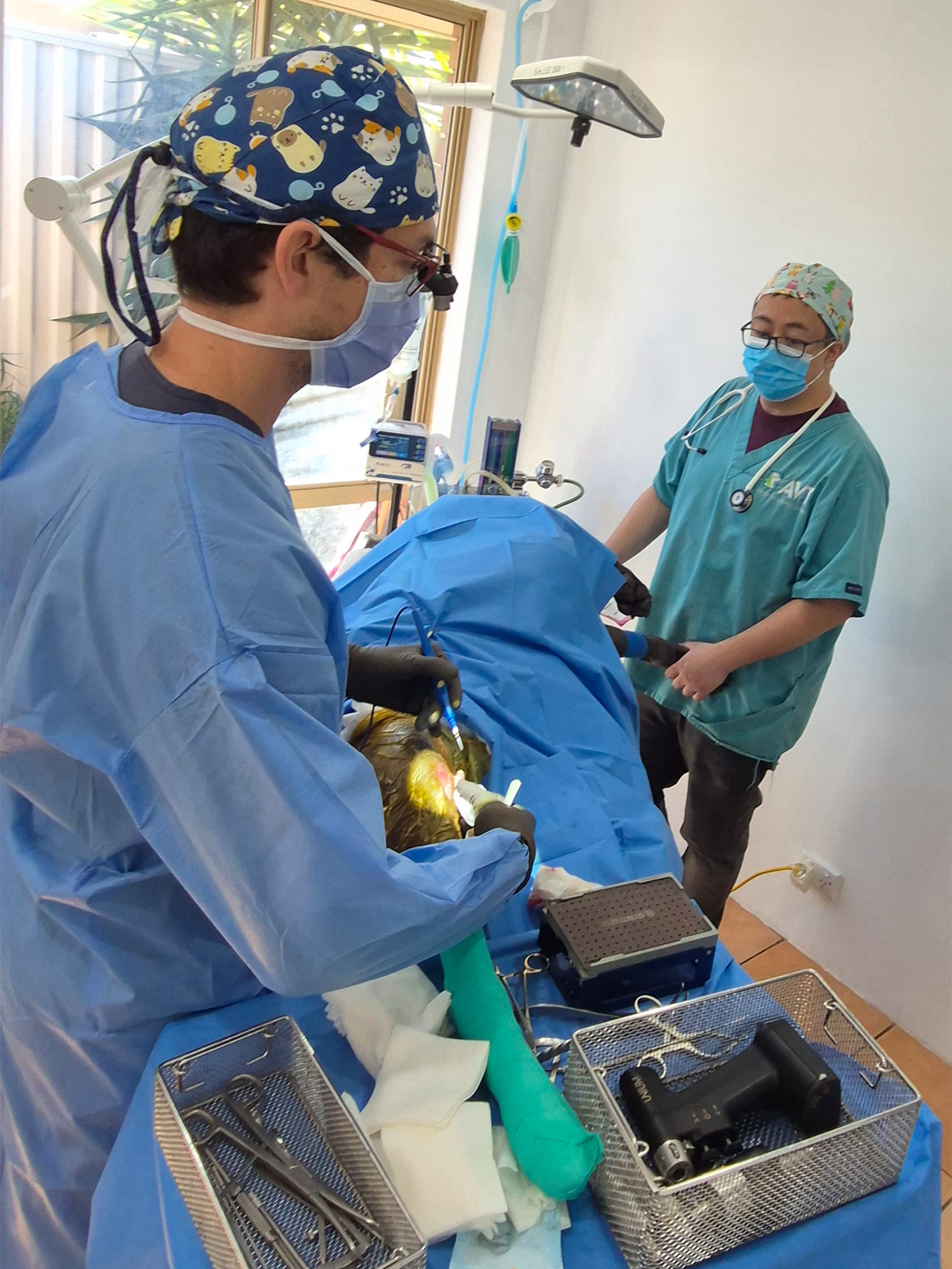Leeming Vet - Vet Services - Orthopaedic Surgery