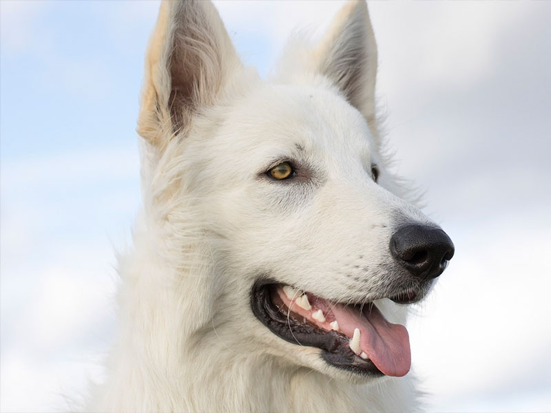 Leeming Vet - Vet Services - Orthopaedic Surgery
