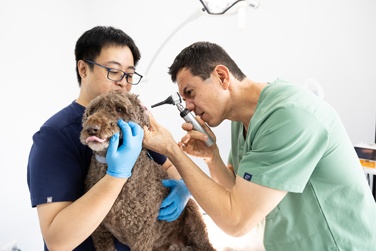 Leeming Vet - Vet Services Perth
